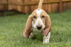 Images Dated 2nd April 2019: Renton, Washington State, USA. Three month old Basset Hound walking in his yard with