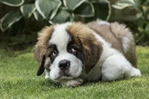Images Dated 16th September 2017: Renton, Washington State, USA. Three month old Saint Bernard puppy with a humorous