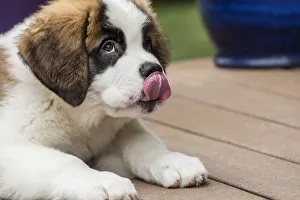 Renton, Washington State, USA. Three month old Saint Bernard puppy licking his lips