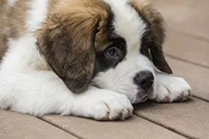 Renton, Washington State, USA. Three month old Saint Bernard puppy looking tired