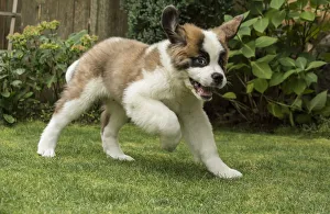 Images Dated 16th September 2017: Renton, Washington State, USA. Three month old Saint Bernard puppy looking wild-eyed