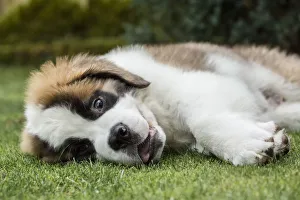 Lying Down Prints: Renton, Washington State, USA. Three month old Saint Bernard puppy looking wild-eyed