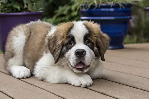 Renton, Washington State, USA. Three month old Saint Bernard puppy with a playful