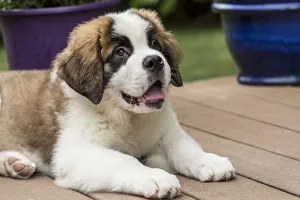 Renton, Washington State, USA. Three month old Saint Bernard puppy taking a break from playtime