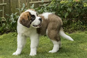 Renton, Washington State, USA. Portrait of a three month old Saint Bernard puppy