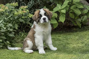 Cute Prints: Renton, Washington State, USA. Portrait of a three month old Saint Bernard puppy in his yard