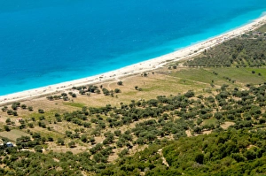 Images Dated 12th August 2007: Republic of Albania. Olive grove next to Borsh beach
