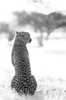 Spot Prints: Rescued cheetah, Otjiwarongo in Namibia, Africa