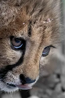 Spot Prints: Rescued cheetah, Otjiwarongo in Namibia, Africa