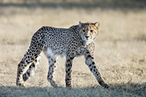 Spot Prints: Rescued cheetah, Otjiwarongo in Namibia, Africa
