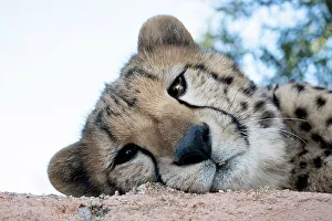 Looking At Camera Prints: Rescued cheetah, Otjiwarongo in Namibia, Africa