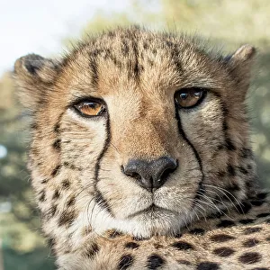 Looking At Camera Prints: Rescued cheetah, Otjiwarongo in Namibia, Africa