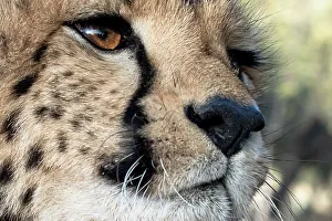 Spot Prints: Rescued cheetah, Otjiwarongo in Namibia, Africa