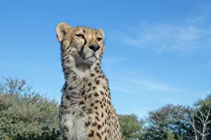 Spot Prints: Rescued cheetah, Otjiwarongo in Namibia, Africa