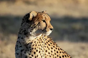 Spot Prints: Rescued cheetah, Otjiwarongo in Namibia, Africa