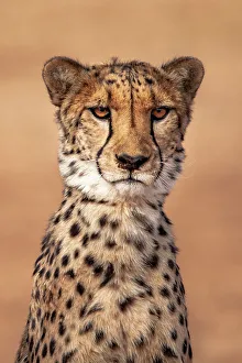 Spot Prints: Rescued cheetah, Otjiwarongo in Namibia, Africa