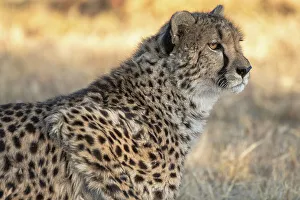 Spot Prints: Rescued cheetah, Otjiwarongo in Namibia, Africa