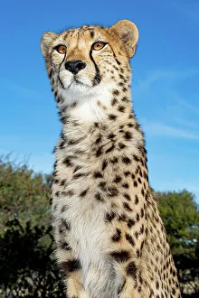 Spot Prints: Rescued cheetah, Otjiwarongo in Namibia, Africa