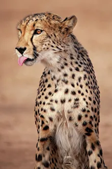 Spot Prints: Rescued cheetah, Otjiwarongo in Namibia, Africa