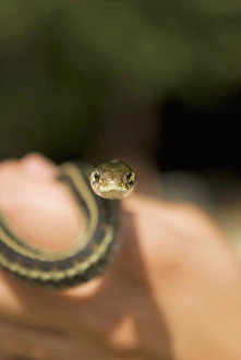 Researcher holding a common garter snake, Thamnophis sirtalis, at Whistler BioBlitz event