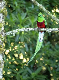 Images Dated 2022 August: Resplendent quetzal, Costa Rica