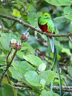 Images Dated 2022 August: Resplendent quetzal, Costa Rica