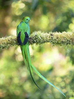 Images Dated 2022 August: Resplendent quetzal, Costa Rica
