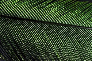 Trending: Resplendent Quetzal feather detail (Pharomachrus mocinno), Costa Rica