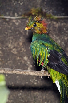 Images Dated 17th May 2007: The Resplendent Quetzal (Paromachrus mocinno) inhabits high altitude cloud forests