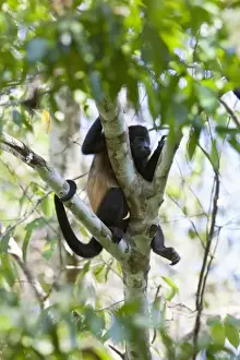 Grip Prints: Resting Common Mantled Howler Monkey (Alouatta palliata)