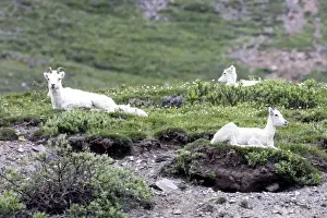 Artiodactyla Prints: Resting Dall Sheep (Ovis dalli dalli) - Arctic National Wildlife Refuge, Alaska