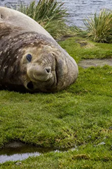 Antarctica Prints: Resting Elephant seal. Grytviken. South Georgia Islands