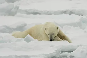 Lying Down Prints: A resting polar bear, Ursus maritimus. North polar ice cap, Arctic Ocean
