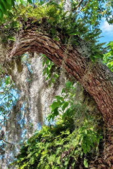 Resurrection Prints: Resurrection fern on a live oak tree