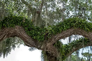 Resurrection Prints: Resurrection fern on a live oak tree