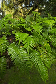 Epiphyte Prints: Resurrection fern, Pleopeltis polypodioides, Florida
