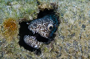 Teeth Prints: Reticulate Moray (Muraena retifera) BONAIRE, Netherlands Antilles, Caribbean