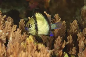 Indo Pacific Prints: Reticulated Damselfish (Dascyllus reticulatus) Banda Sea, Indonesia