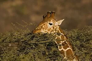 Images Dated 14th July 2005: Reticulated Giraffe, Giraffe camelopardalis reticulata, Samburu Game Reserve, Kenya