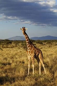 Images Dated 14th July 2005: Reticulated Giraffe, Giraffe camelopardalis reticulata, Samburu Game Reserve, Kenya