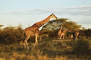 Images Dated 13th July 2005: Reticulated Giraffes, Giraffe camelopardalis reticulata, Samburu Game Reserve, Kenya