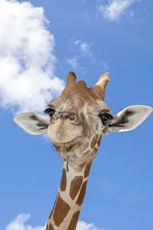 Images Dated 31st August 2020: A reticulated giraffes height gives it a downward glance