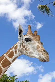 Images Dated 31st August 2020: A reticulated giraffes height gives it a downward glance