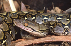 Constrictor Prints: Reticulated Python, Python reticulatus, Native to Tropical Indo China