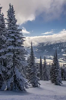 Skiing Prints: Revelstoke British Columbia, Canada, Snow covered evergreen trees