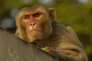 Rhesus Macaque (Macaca mulatta) in the town of Bharatpur. Rajasthan. INDIA