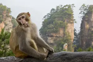 Hallelujah Mountains Prints: Rhesus macaque monkey on display in the Hallelujah Mountains, Wulingyuan District, China