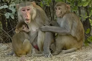Images Dated 23rd October 2006: Rhesus Macaques (Macaca mulatta) mother & baby in Bharatpur National Park or Keoladeo