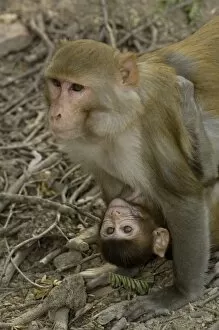 Rhesus Macaques (Macaca mulatta) mother & baby in Bharatpur National Park or Keoladeo