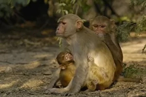 Images Dated 24th October 2006: Rhesus Macaques (Macaca mulatta) grooming each other in Bharatpur National Park or